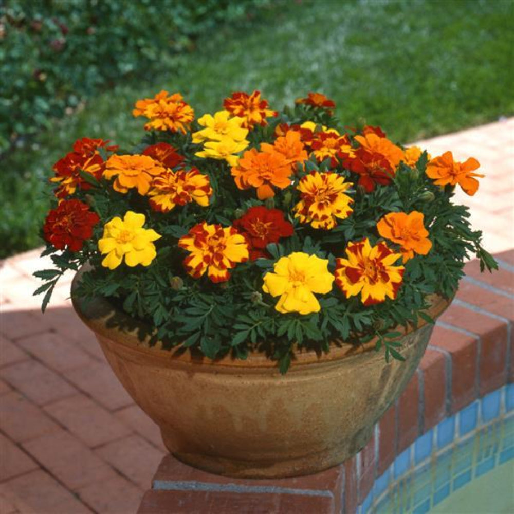 French Marigold 'Disco Mix' Seeds for Planting – Heirloom, Non-GMO, Easy to Grow, Annual