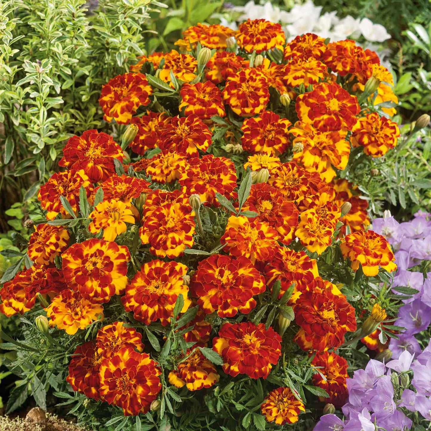 French Marigold 'Durango Bolero' – Vibrant & Compact Garden Flower