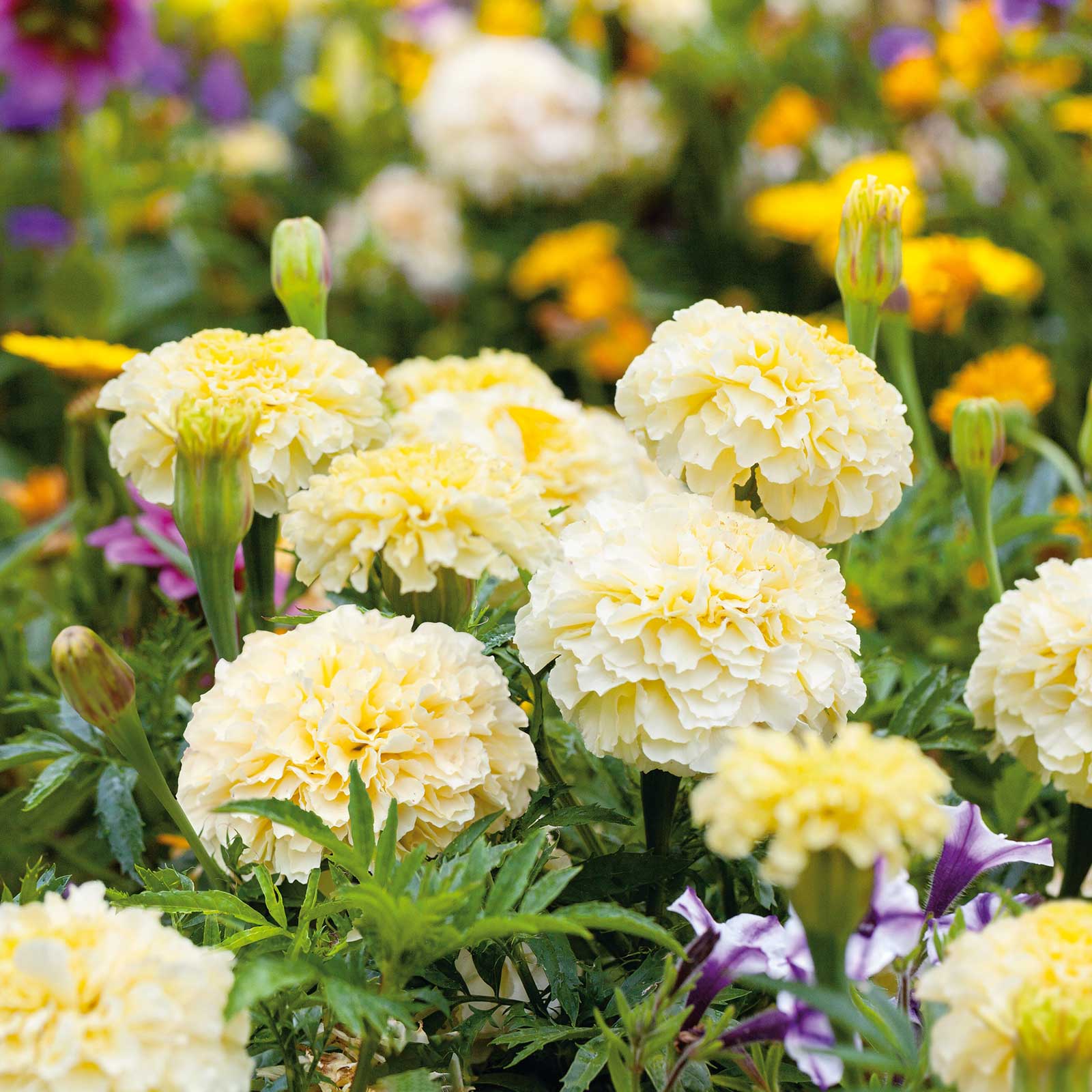 marigold white seeds White Marigold Flower Seeds for Planting – Heirloom, Non-GMO, Easy to – Pure Asia Seeds