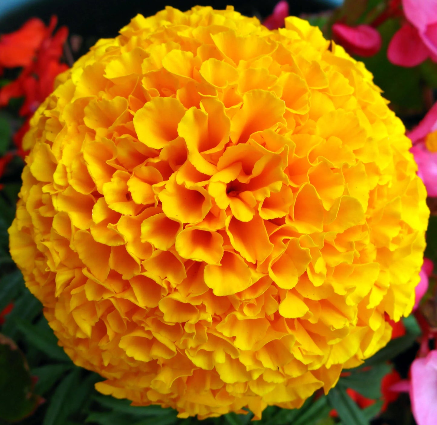 Marigold Flower seeds for Planting Garden Favorite Heirloom & GMO Free Seeds for Home Garden