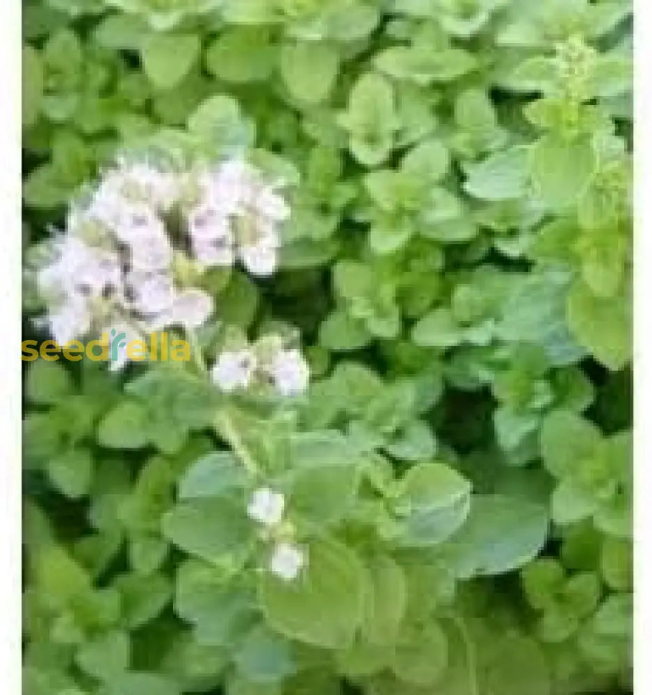 Marjoram Herb Planting Seeds for Your Garden