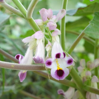 Purple White Tiger Claw Flower seeds for Planting - Cut Flower Favorite, Heirloom & GMO Free Seeds for Home Garden
Sale for planting in home garden