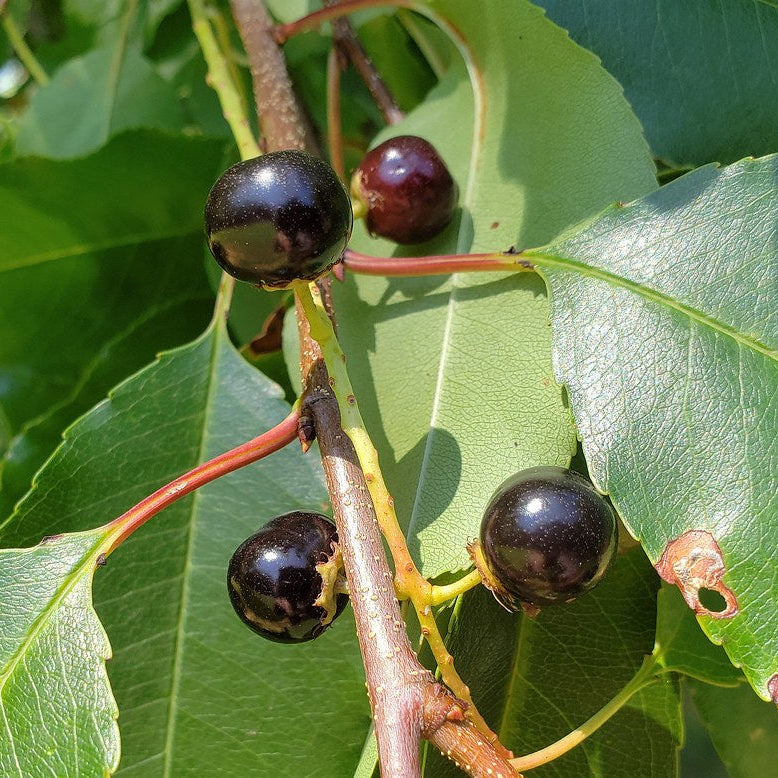Semillas de cereza negra
