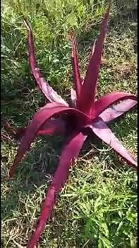Premium Pink Aloe Vera Seeds - Cultivate Beautiful Aloe Plants
