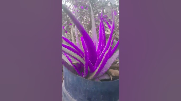 Aloe Cameron Seeds for Planting Purple - Add the Striking Purple Aloe Cameron to Your Garden