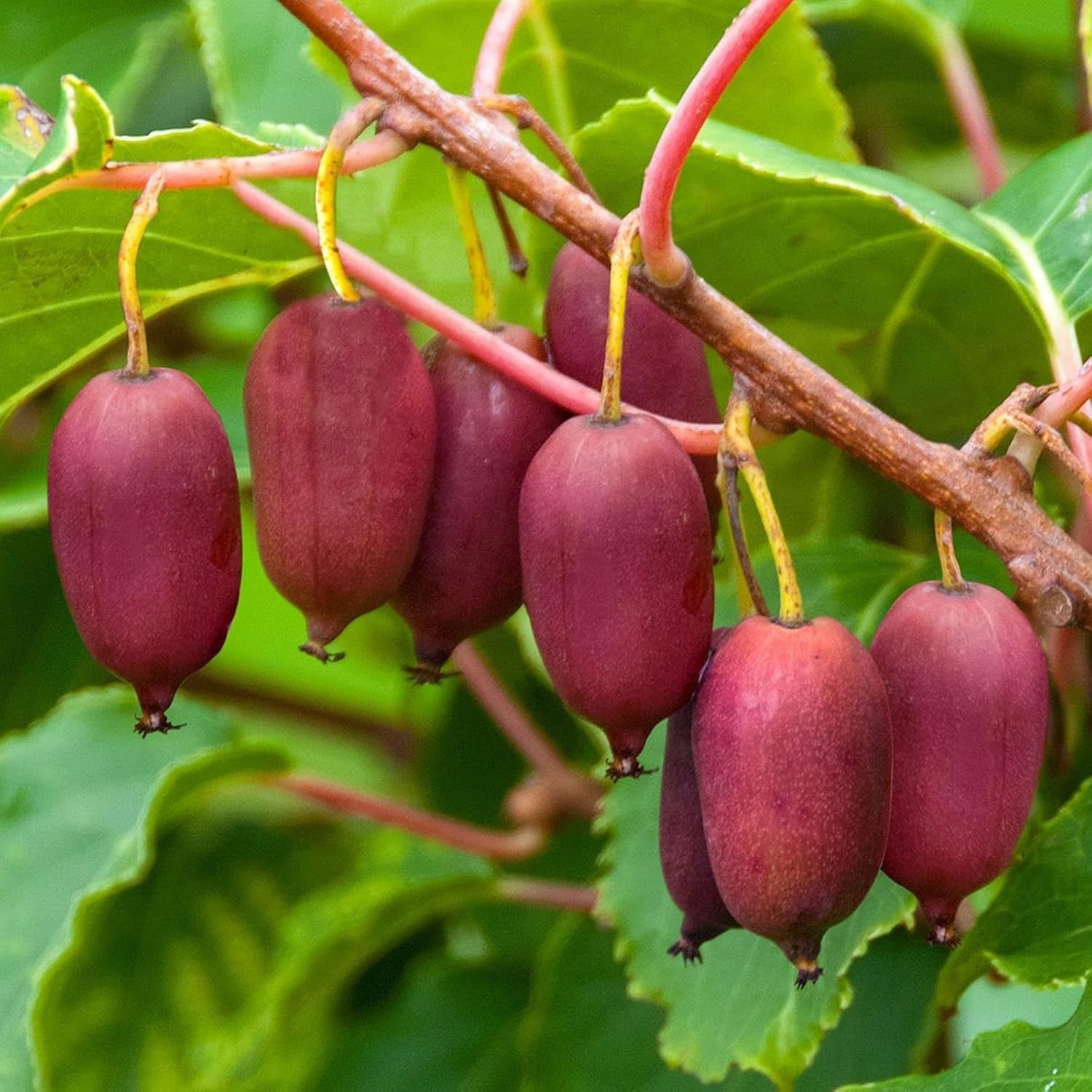 planting kiwi seeds Red Heart Kiwi Seeds For Planting Grow Your Own Exotic Kiwi Fruit Organic Garden Seeds – Pure Asia Seeds