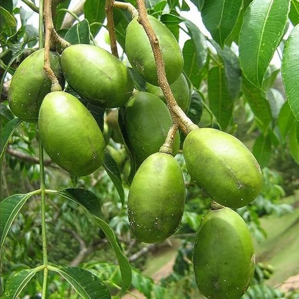 Spondias Tree Planting Seeds for Thriving Fruit Gardens