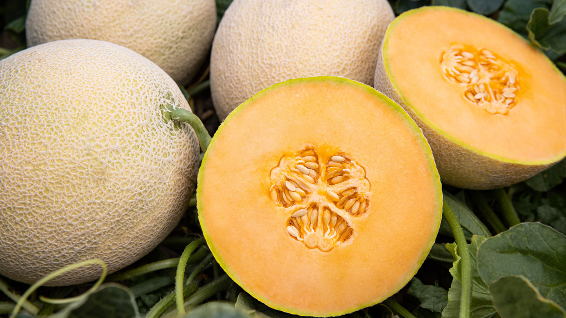 Melon Cantaloupe Fruit Seeds for Planting Yellow