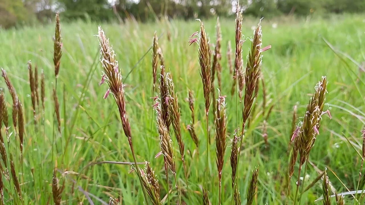 Sweet Vernal Grass Herb Seeds