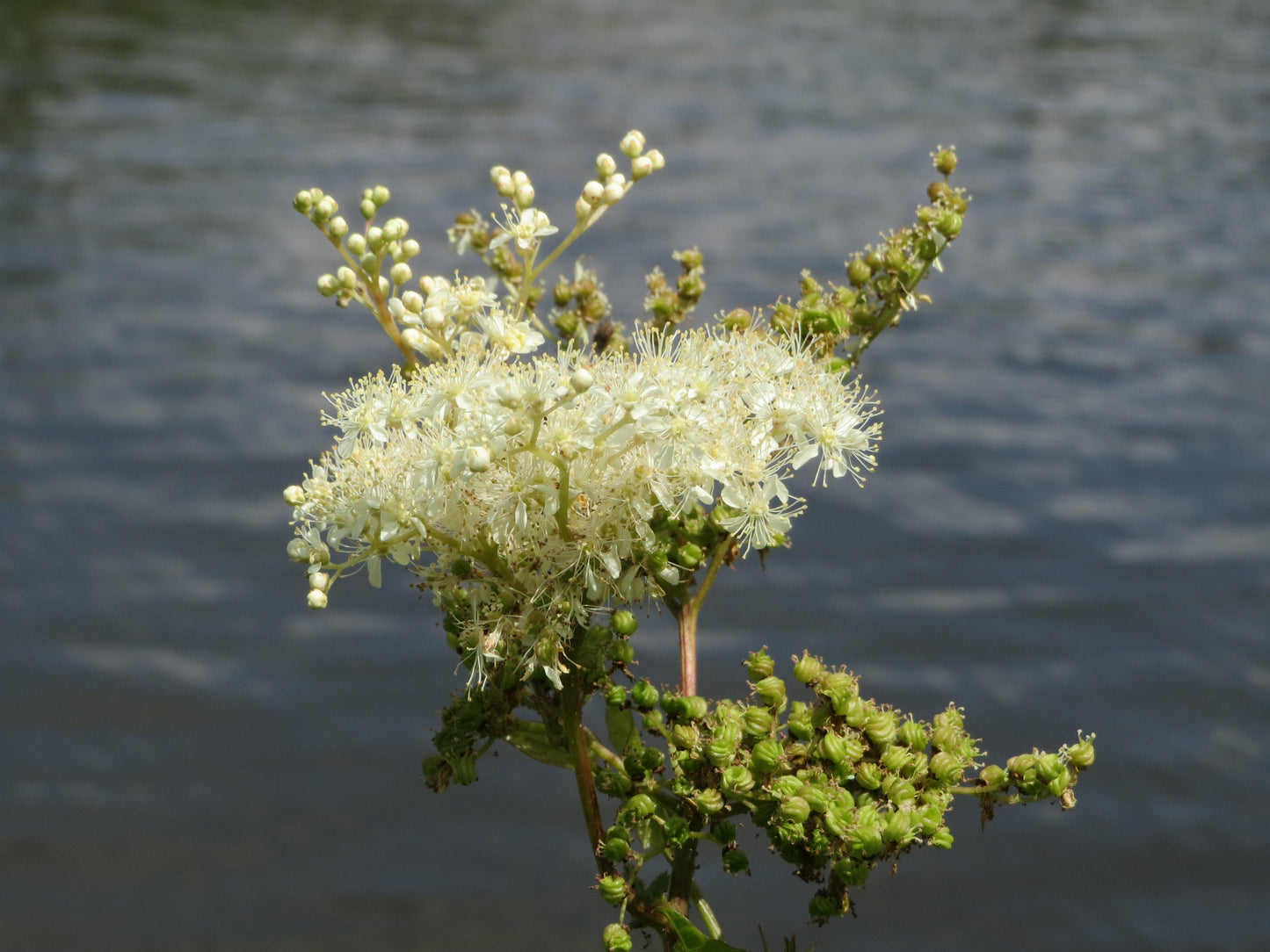 Queen of the Meadow (Filipendula ulmaria) Meadowsweet Native Prairie Fragrant White Flower Seeds