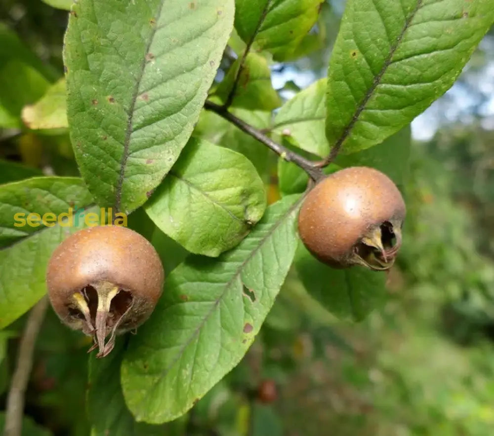 Brown Medlar Fruit Seeds for Planting Guide