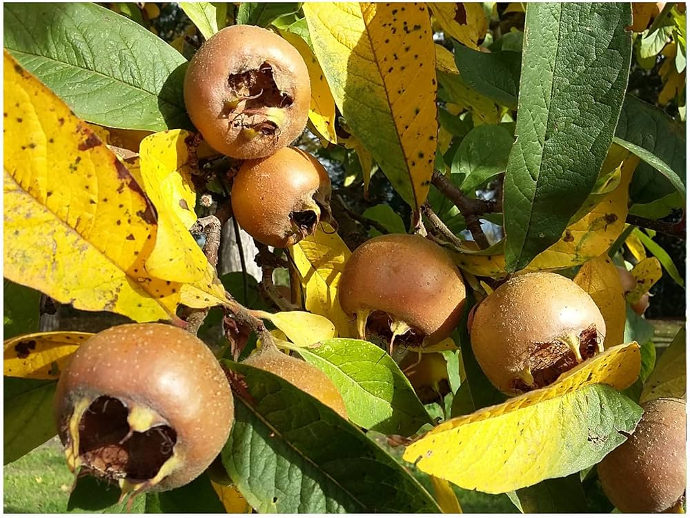 Mespilus Germanica Medlar Tree Seeds – Hardy Tree with Unique Fruit