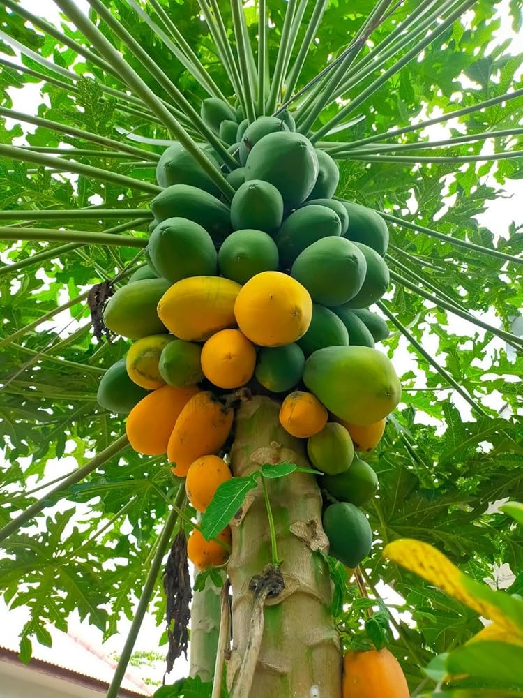 Papaya Melon Fruit Tree (Carica Papaya) Seeds