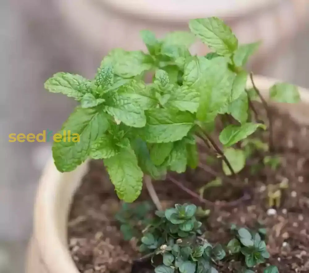 Mentha Piperita Seeds for Vegetable Planting