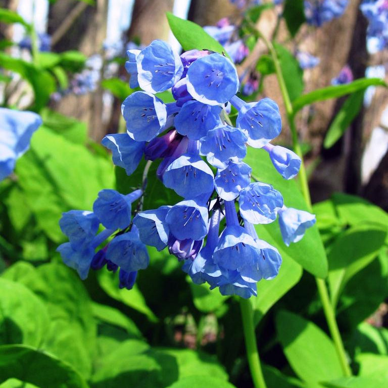 Mertensia Virginica Flower Seeds