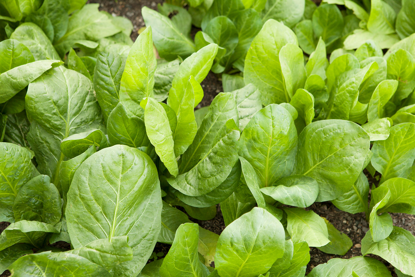 イタリアンチコリー(グルモロビオンダ)野菜の種