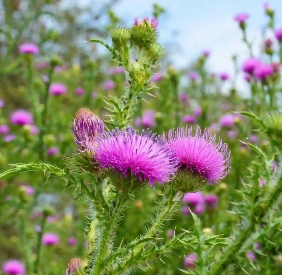 Milk Thistle Flower Seeds