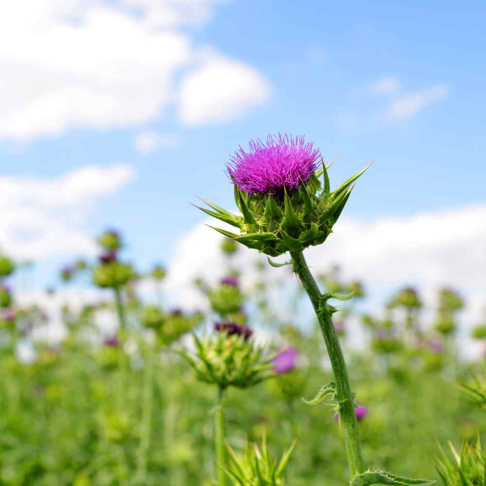 Milk Thistle Flower Seeds
