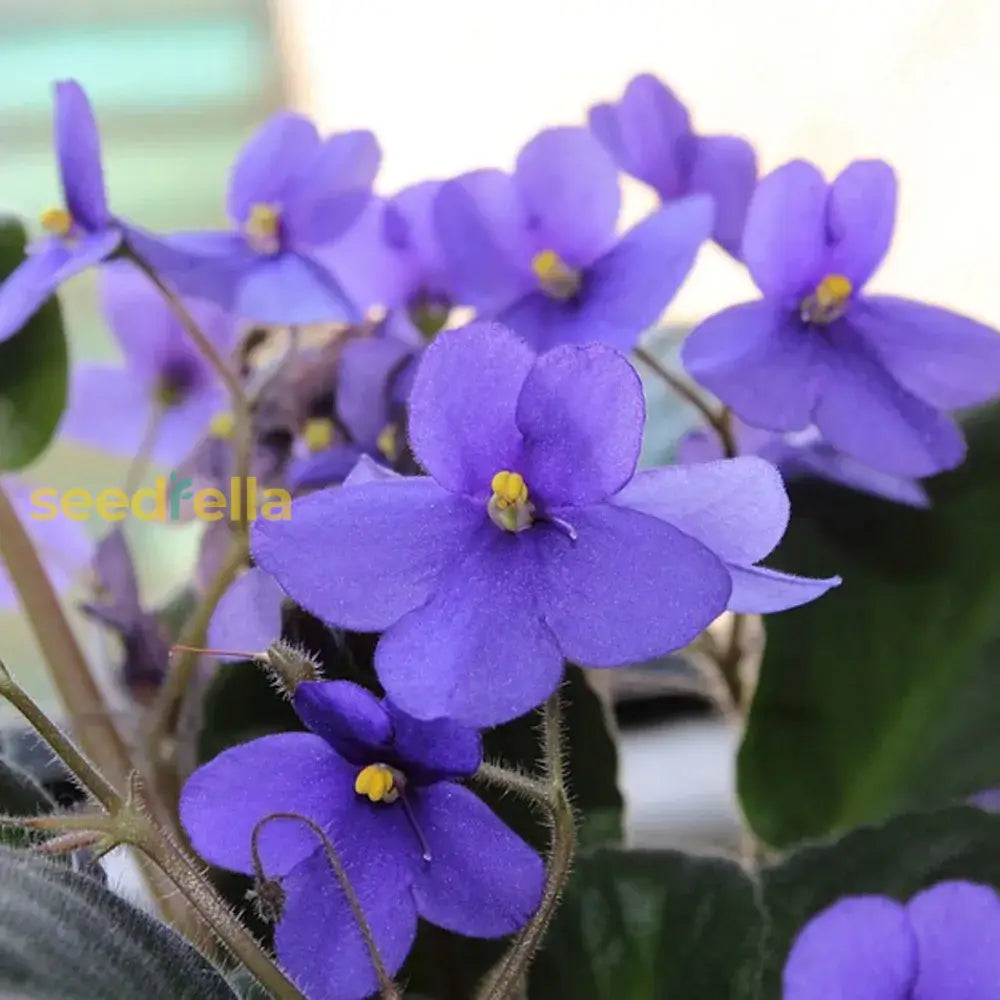 violet plant indoor Buy Mini African Violet Seeds for Indoor & Outdoor Planting