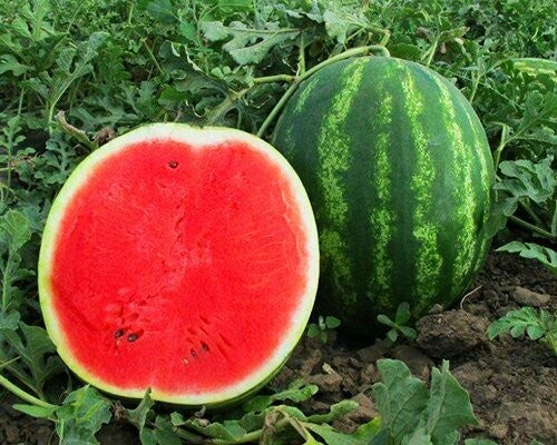 Watermelon Seeds - Mini Love