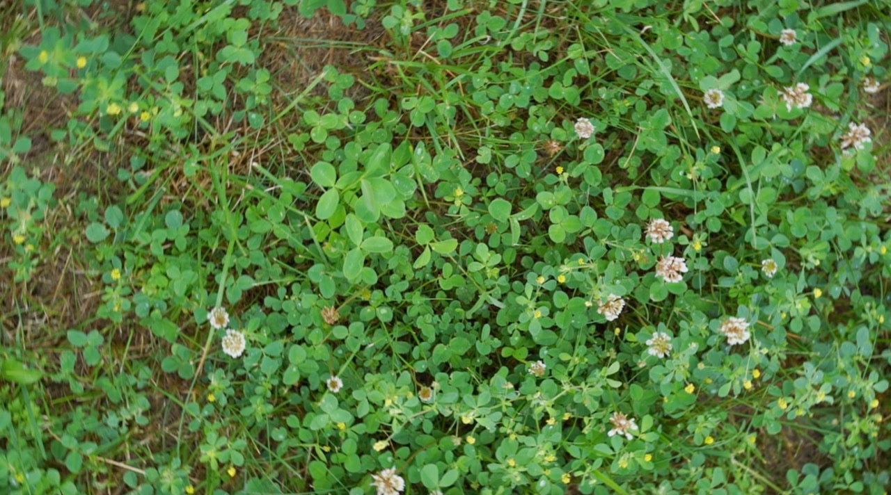 Microclover Dwarf Miniature Trifolium Repens White Flower Clover Lawn Seeds