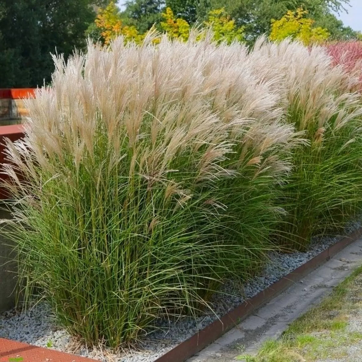 Miscanthus Sinensis Silbergras Kräutersamen