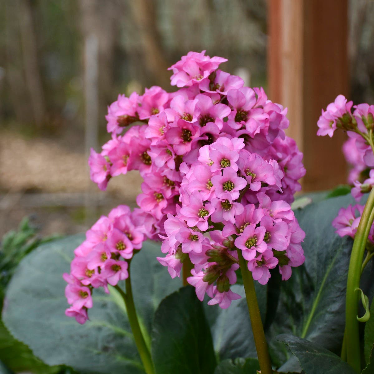 Pink Bergenia Flower seeds for Planting - Shade Tolerant, Heirloom & GMO Free Seeds for Home Garden
Sale for planting in home garden