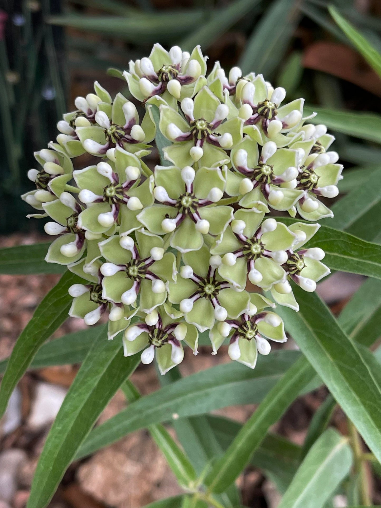 Semi di Erba Asclepias Asperula