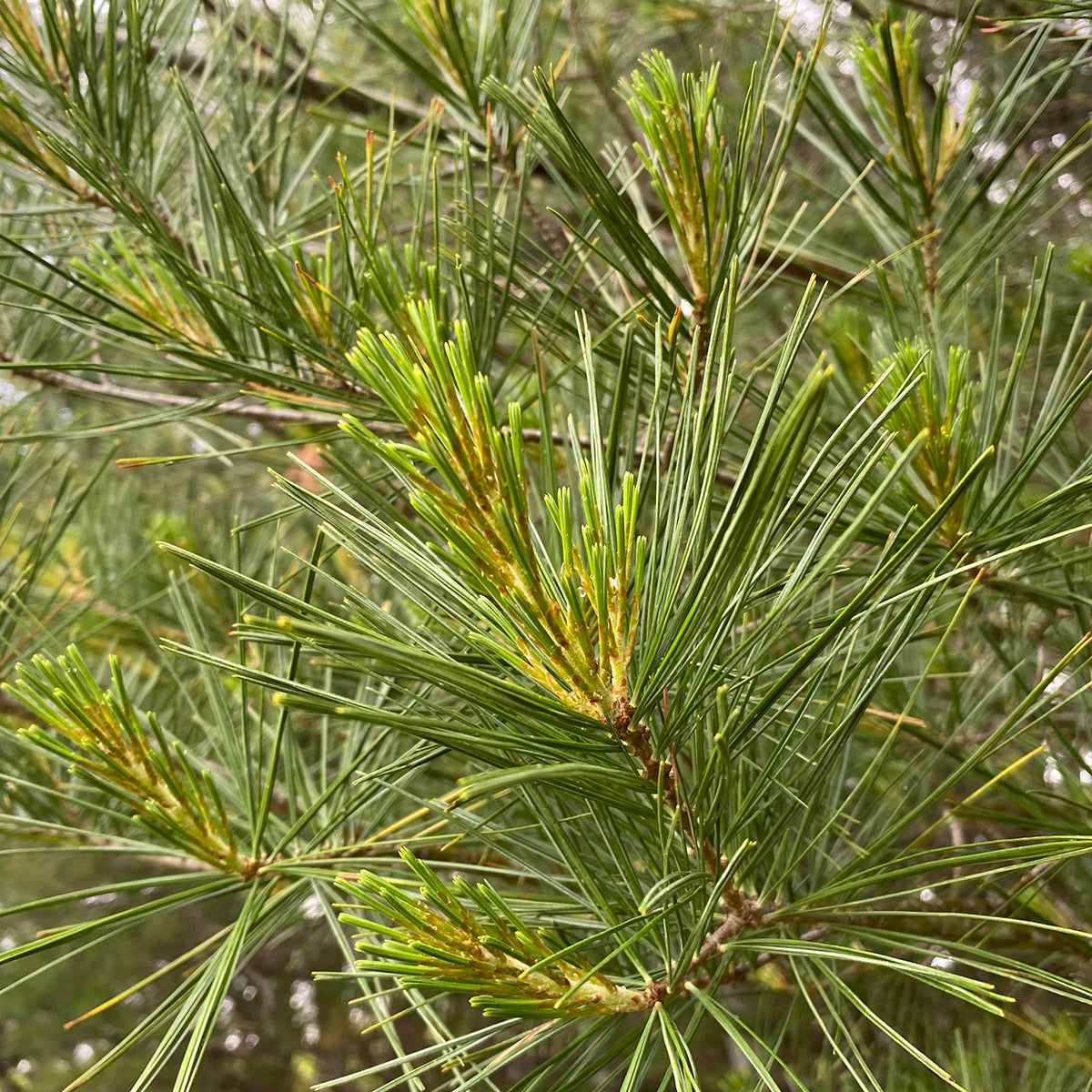 Eastern White Pine Fruit Seeds