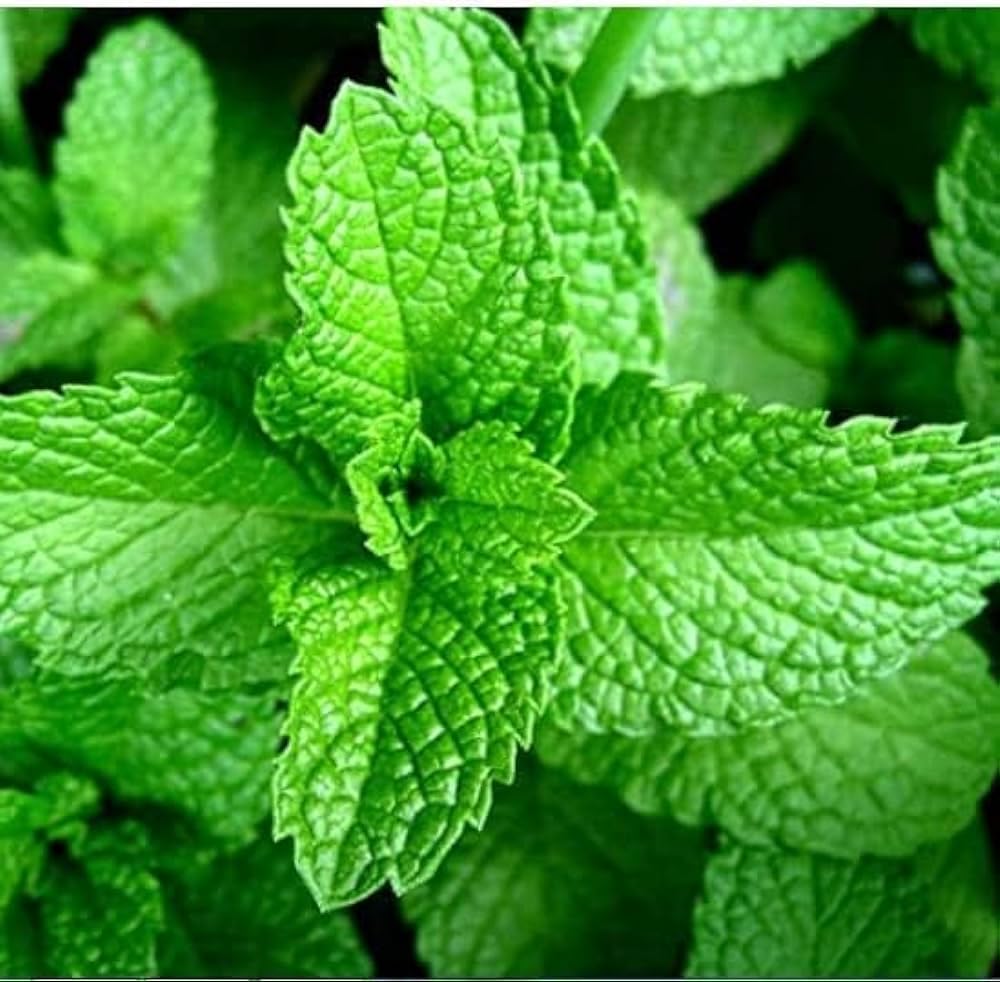 Mojito Mint Mentha x villosa Seeds for Planting in Herb Gardens