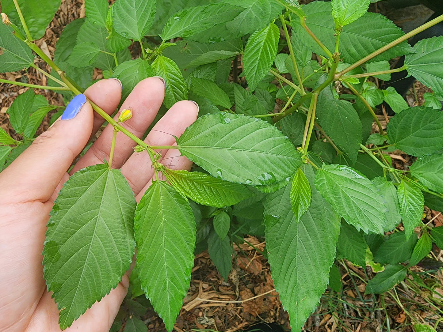Graines d'herbe de Molokhia épinard égyptien