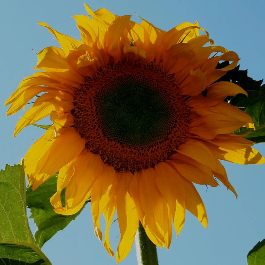 Mongolian Giant Sunflower Seeds