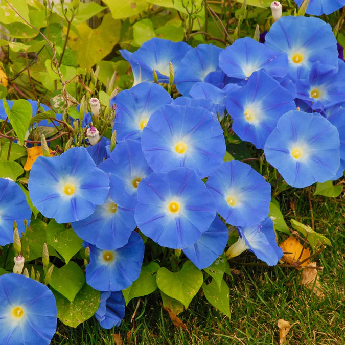 Blue Morning Glory Flower Seeds