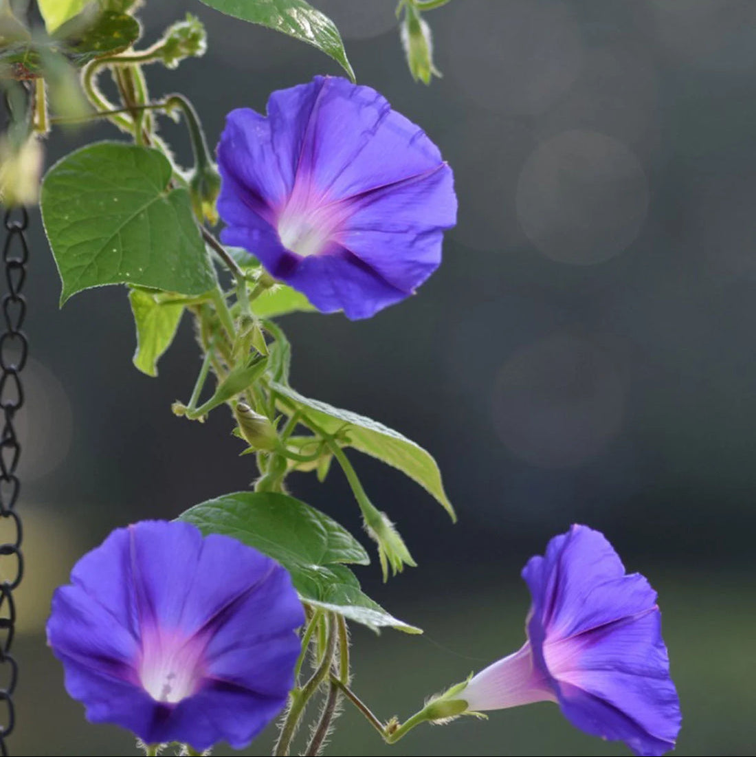 Semillas de flores de gloria de la mañana
