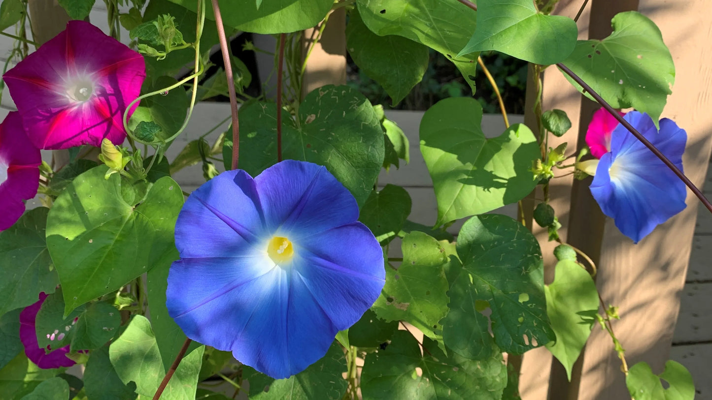 Blue Morning Glory Flower Seeds