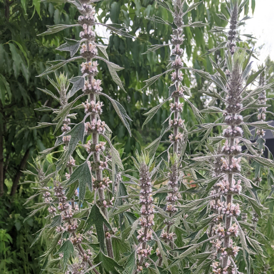 Motherwort (Leonurus cardiaca) - Herb Flower Seeds
