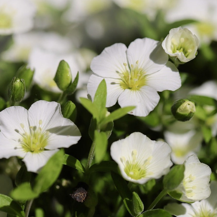 Arenaria Flower seeds for Planting Garden Favorite Heirloom & GMO Free Seeds for Home Garden
Sale for planting in home garden