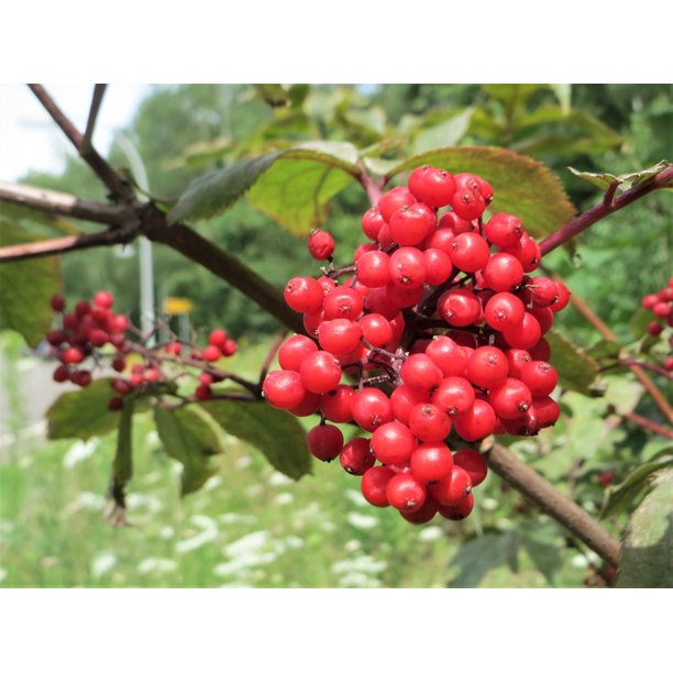 Red Elderberry (Sambucus racemosa) Scarlet Mountain Elder Bunchberry Tree Shrub Fruit Berry Seeds