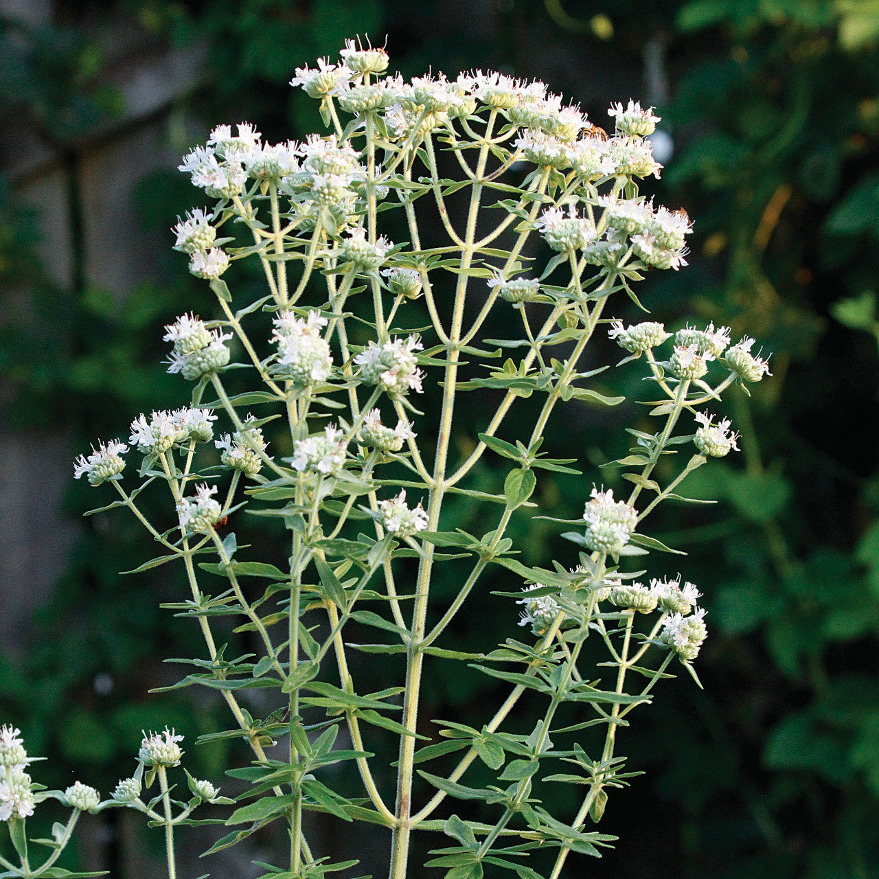 Mountain Mint Seeds (Pycnanthemum)