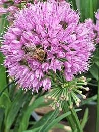 Mouse Garlic (Allium angulosum) Wild Garlic Pink Flower Herb Seeds