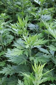 Common Mugwort (Artemisia Vulgaris) Wild Wormwood Herb Yellow Red Flower Seeds