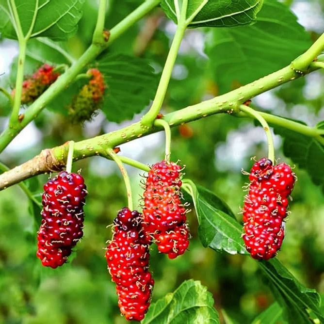 Long Mulberry Fruit Tree Seeds for Home Gardening