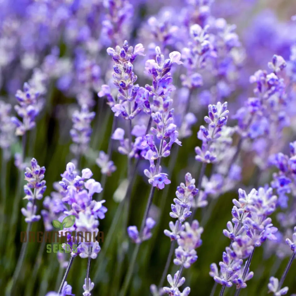 Graines d'herbe de lavande Munstead