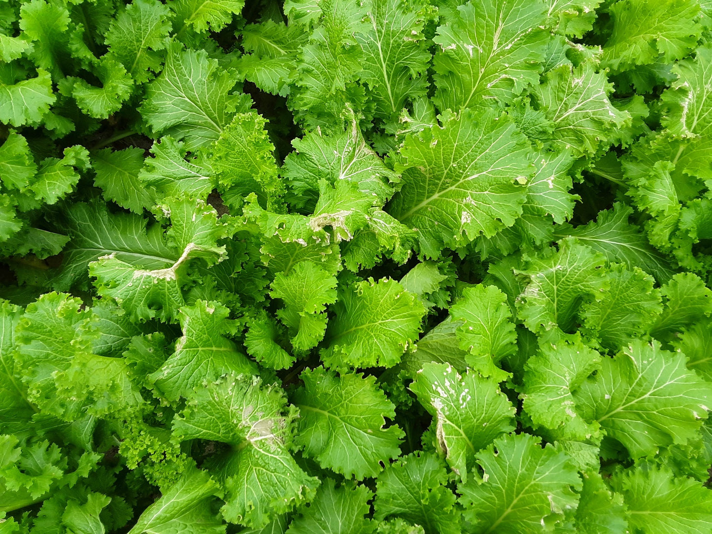 雪の中のグリーンマスタード野菜の種