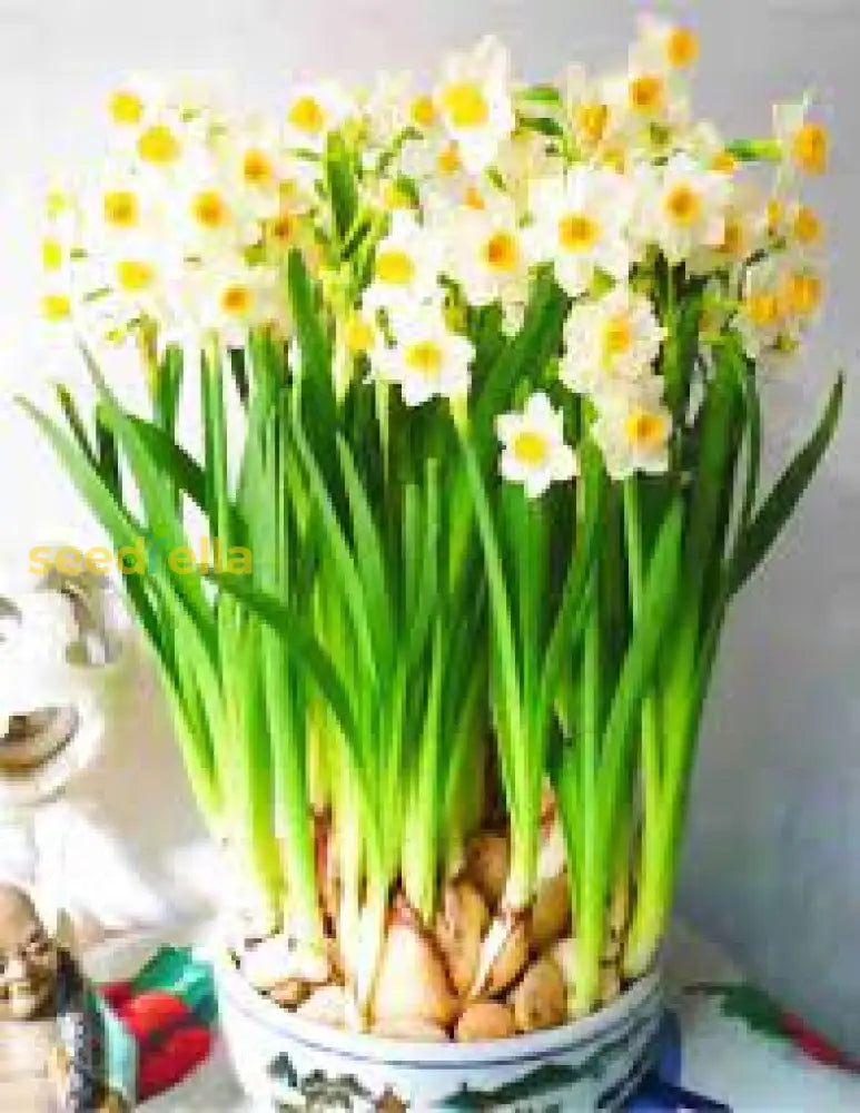 Narcissus Flower Seeds For Planting White And Yellow Blooms