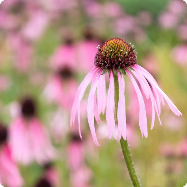 Echinacea Seeds Narrowleaf Echinacea Angustifolia Organic Garden Seeds   Pure Asia Seeds