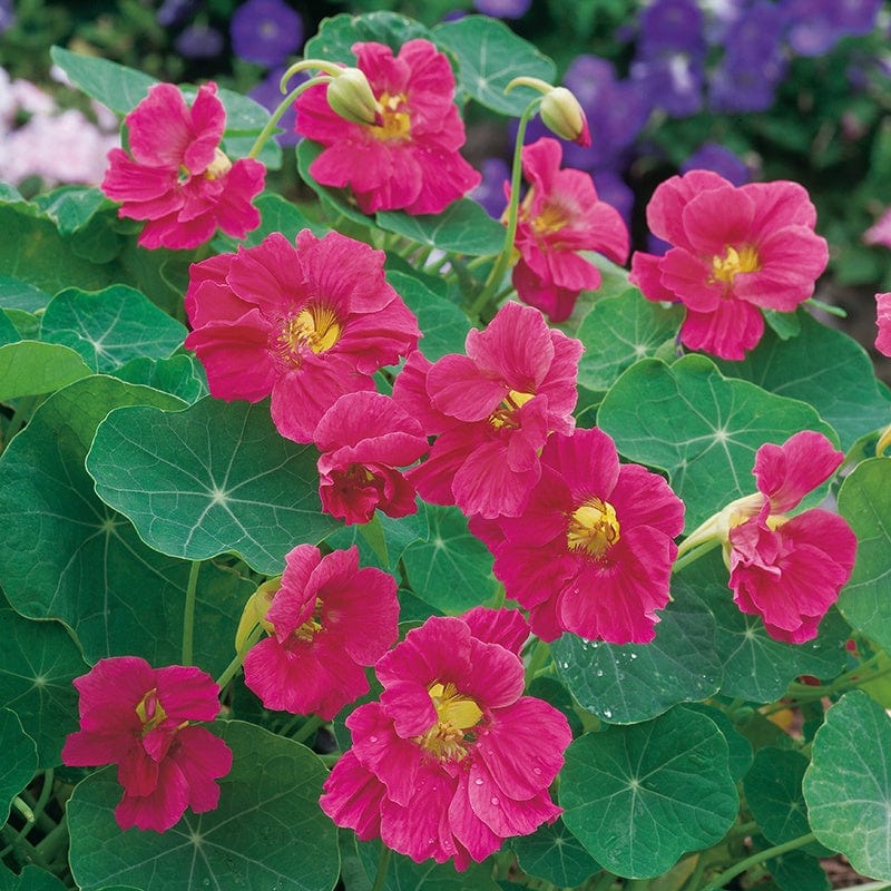Cherry Rose Jewel Nasturtium Flower Seeds