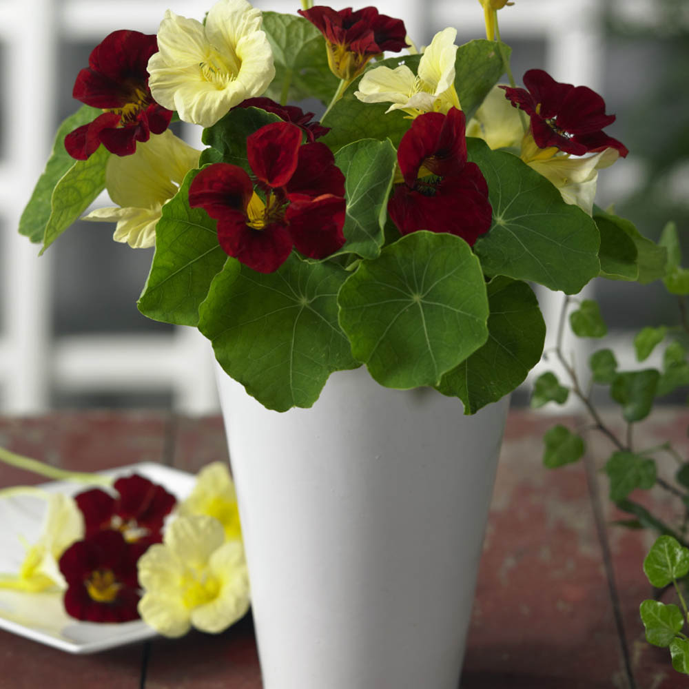Night and Day Nasturtium Flower Seeds