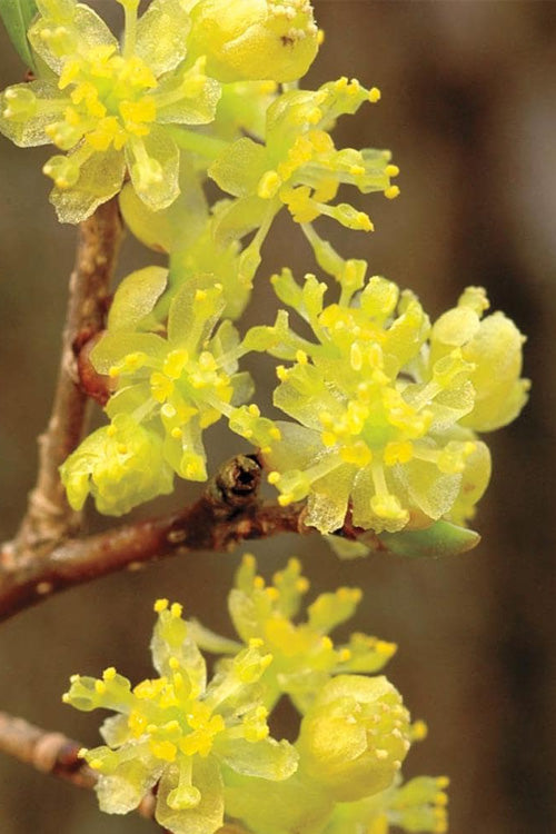 Spicebush Seeds (Lindera benzoin)