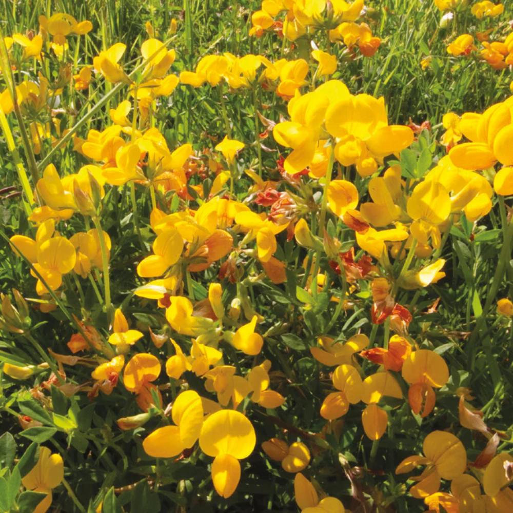 Bird's-Foot Trefoil Flower Seeds